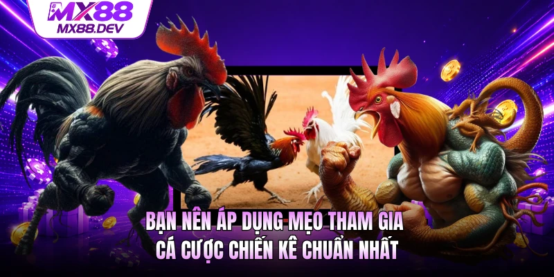 Bạn nên áp dụng mẹo tham gia cá cược chiến kê chuẩn nhất