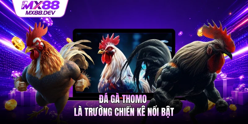 Đá gà Thomo là trường chiến kê nổi bật