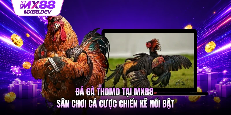 Đá Gà Thomo Tại MX88 - Sân Chơi Cá Cược Chiến Kê Nổi Bật