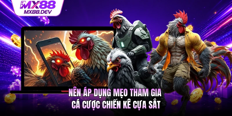 Nên áp dụng mẹo tham gia cá cược chiến kê cựa sắt